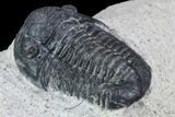 Bargain, Gerastos Trilobite Fossil - Morocco #87567-4
